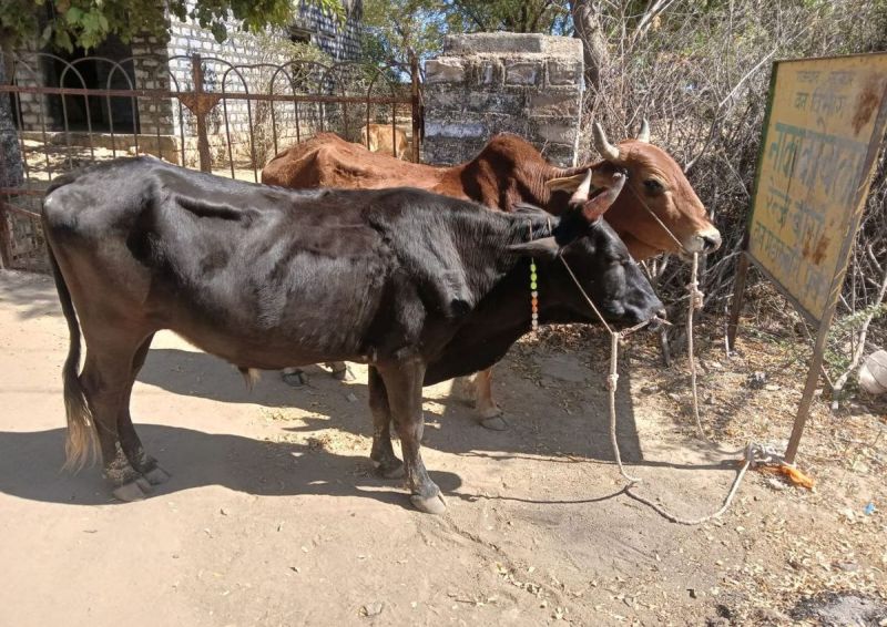 सरकार ने प्रदेश के किसानों को खेतों की जुताई बैलों से करने पर सालाना 30 हजार रुपए देने की घोषणा बजट में की है। परंपरागत खेती को बढ़ावा देने के लिए सरकार ने यह घोषणा ग्रीन बजट में की है।