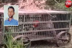 पैंथर ने किया भेड़पालक पर हमला, दर्दनाक मौत, वन विभाग ने 3 जगह लगाए पिंजरे, छह
घंटे में पकड़ा - image