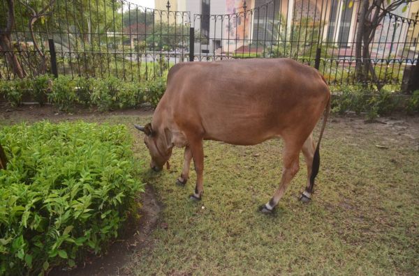 रायपुर के जीई रोड से सटे दीनदयाल ऑडिटोरियम के पास हरियाली पर डाका डालते आवारा पशु।