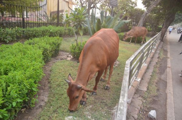 रायपुर के जीई रोड से सटे दीनदयाल ऑडिटोरियम के पास हरियाली चरते आवारा पशु।