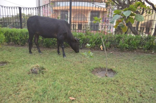 रायपुर के जीई रोड से सटे दीनदयाल ऑडिटोरियम के पास हरियाली चरते आवारा पशु।