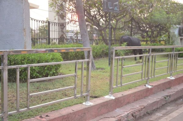 राजधानी के जीई रोड से सटे दीनदयाल ऑडिटोरियम के पास आवारा पशु।