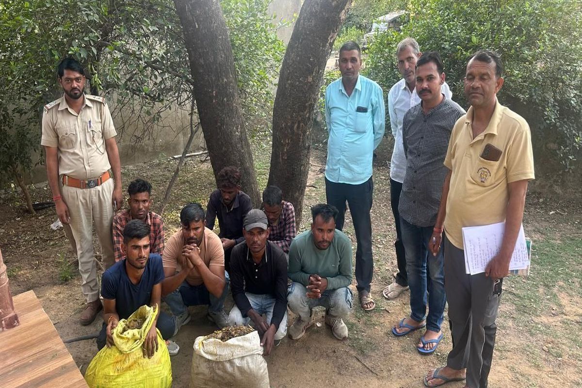 VIDEO: सरिस्का टाइगर रिजर्व क्षेत्र से 7 लोगों को पकड़ा, 30 किलो गुग्गुल गम जब्त