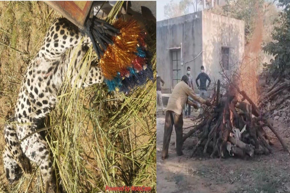 VIDEO: ट्रेन की चपेट में आने से पैंथर की हुई मौत, पोस्टमार्टम के बाद किया अंतिम
संस्कार 