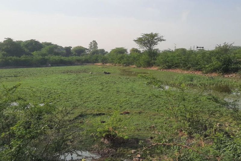 तालाब में भरा कचरा, बदबू से हाल बेहाल हुआ