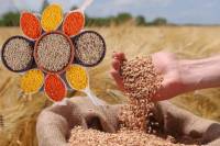 MP's formula will increase pulse production in the country by 8 million tons