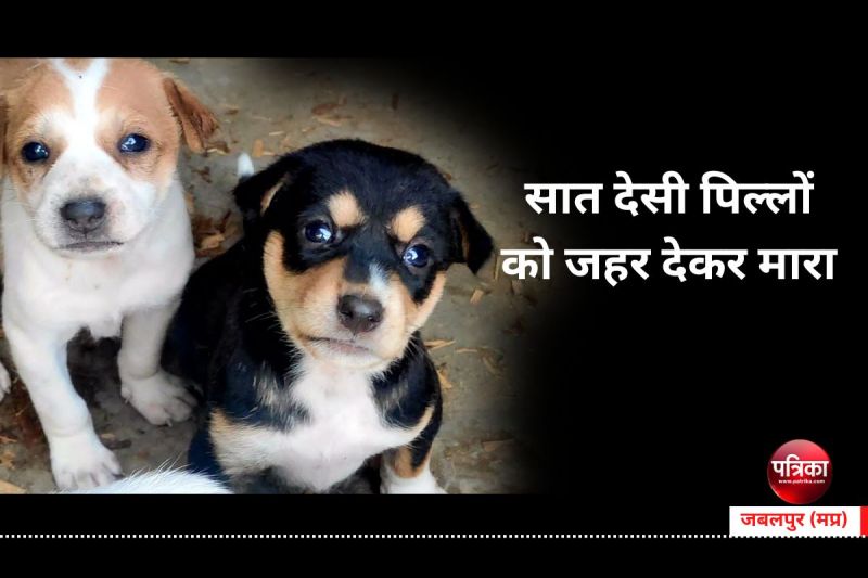 high profile society