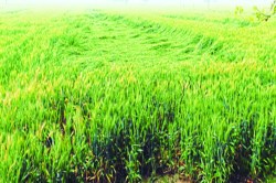 बारिश से तापमान में आई गिरावट,कई इलाकों में गिरे ओले - image
