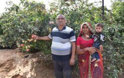 नवाचार: अब धोरों की तपती गर्मी में लहलहाएंगे रसीले सेब के पौधे - image