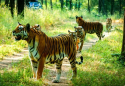 Madhya Pradesh to Get Another Tiger Reserve, CM Mohan Yadav Announces