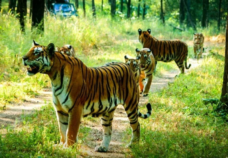 tiger reserve in MP