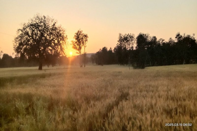 खेतों में खड़ी फसल।