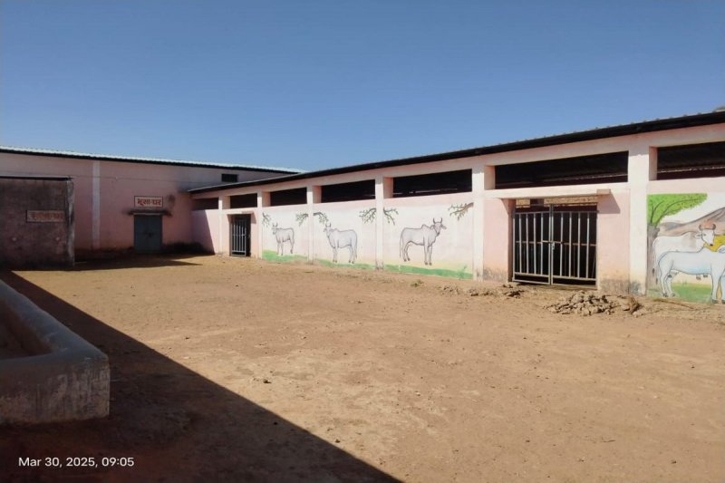 खाली पड़ी गोशालाएं।