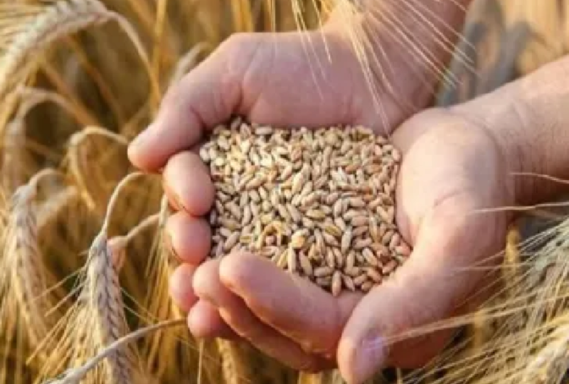 New order on bank accounts for farmers in wheat purchase in MP