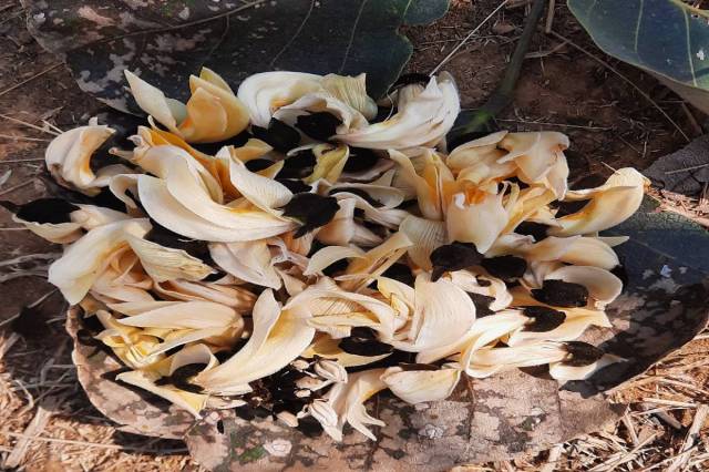 white palash flower