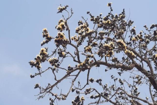 white palash