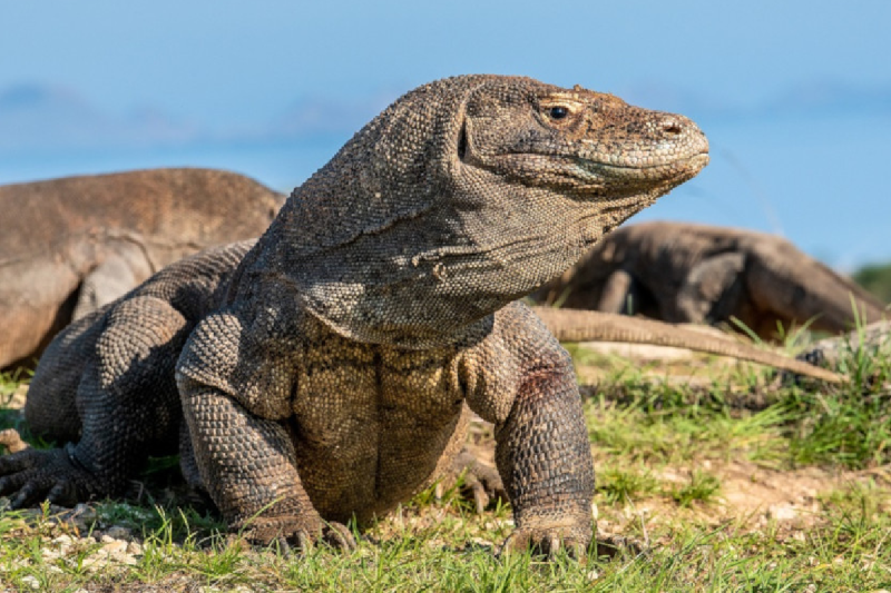 Smugglers used to worship the genitals of lizards revealed by an accused of teak smuggling case of khandwa mp