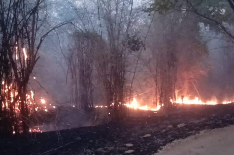 danger of fire in forests is increasing Due to the carelessness of Mahua collectors in rewa madhya pradesh