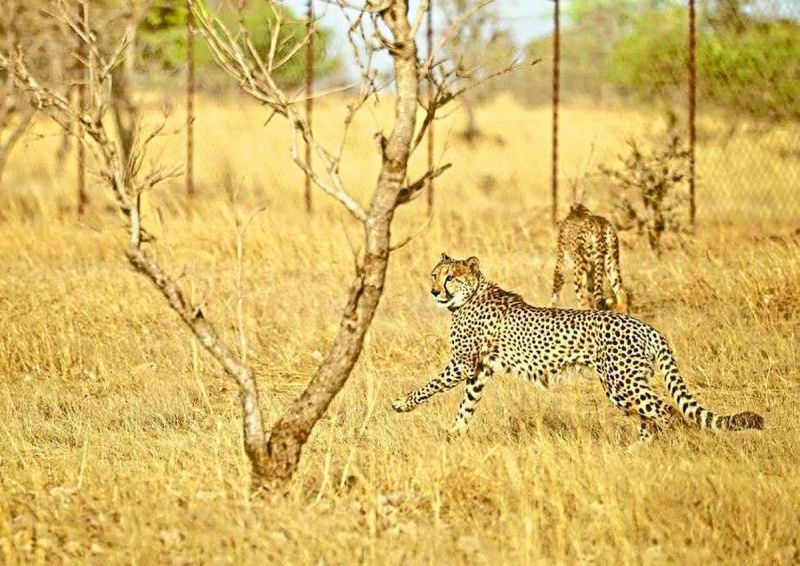 कूनो नेशनल पार्क से दो चीतों को रविवार शाम गांधीसागर वन्यजीव अभयारण्य में ट्रांसलोकेट कर दिया गया। पावक और प्रभाष पहले दो चीते हैं, जो भारत में अपने दूसरे घर में पहुंचे हैं।