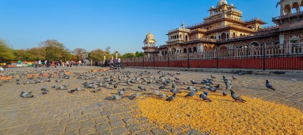 Pigeon on Albert hall 