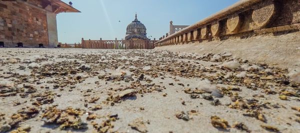 Pigeon on Albert hall 
