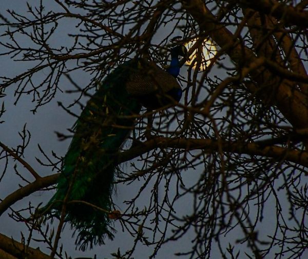 Peacock looking towards moon