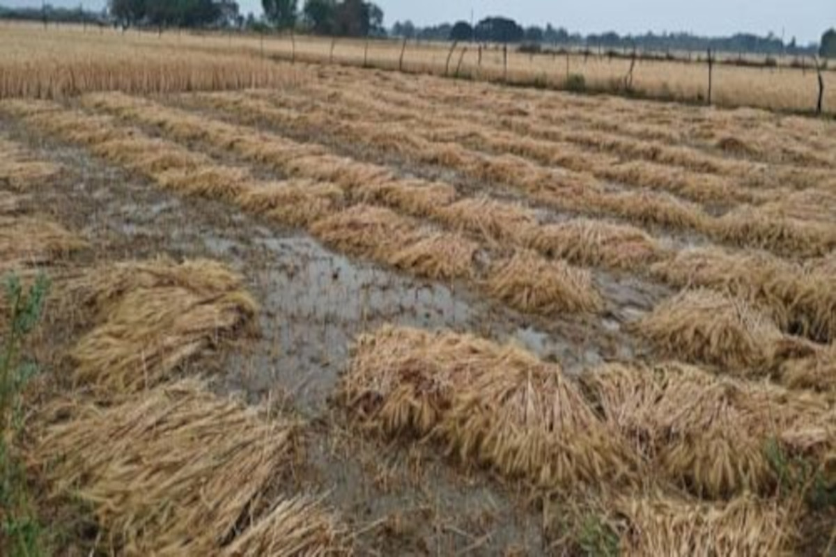 तेज आंधी और बारिश से सैकड़ों बीघे में फैली गेहूं की कटी फसल भीगी, सड़ने का खतरा मंडराया, किसान चिंतित