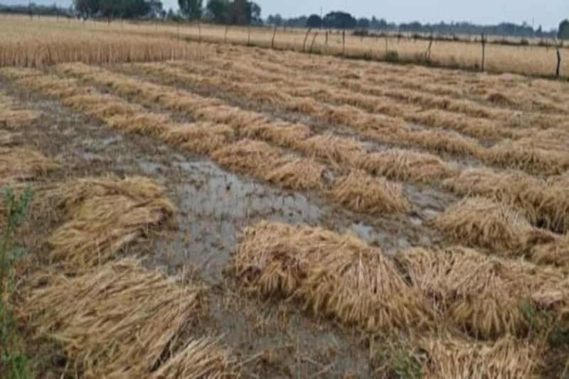 तेज आंधी और बारिश से सैकड़ों बीघे में फैली गेहूं की कटी फसल भीगी, सड़ने का खतरा मंडराया, किसान चिंतित