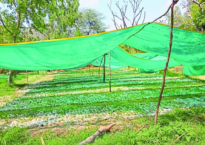 मिशन हरियालो राजस्थान के तहत जिले को वर्ष 2024-25 में पौध वितरण के कुल 15.62 लाख पौध तैयारी का कार्य वन मण्डल की 13 नर्सरियों में किया जा रहा हैं।