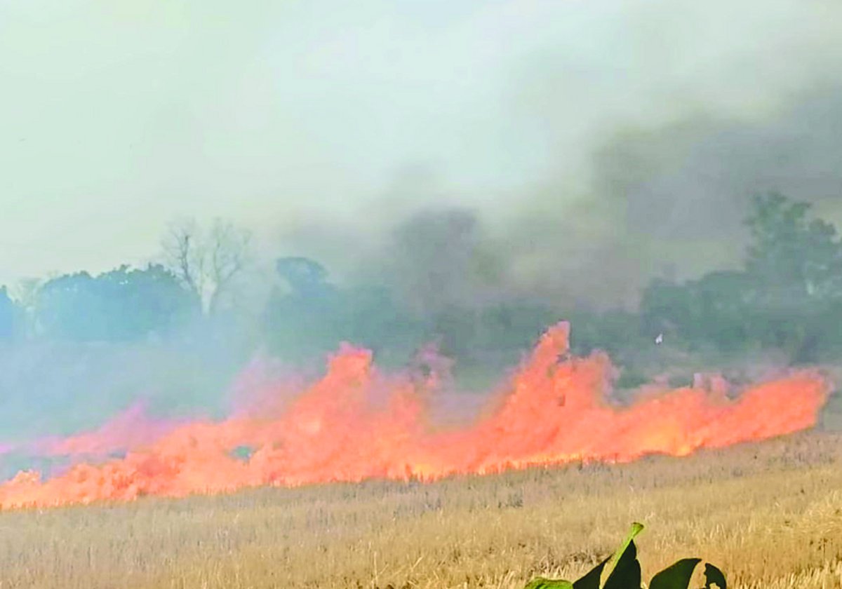 समझाइश और रोक के बावजूद किसान जला रहे नरवाई, नहीं हो रही कार्रवाई