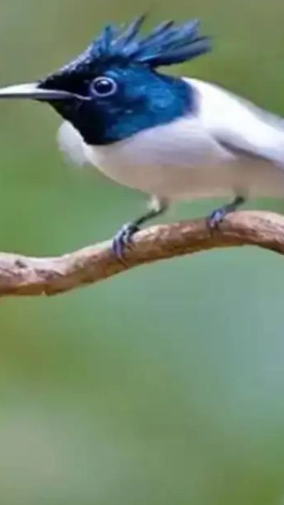 Short video poster image