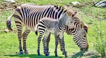 
Jungal Safari: जंगल सफारी में नया मेहमान, उद्योगपति अंबानी के जू से रायपुर आया जेब्रा, देखें 