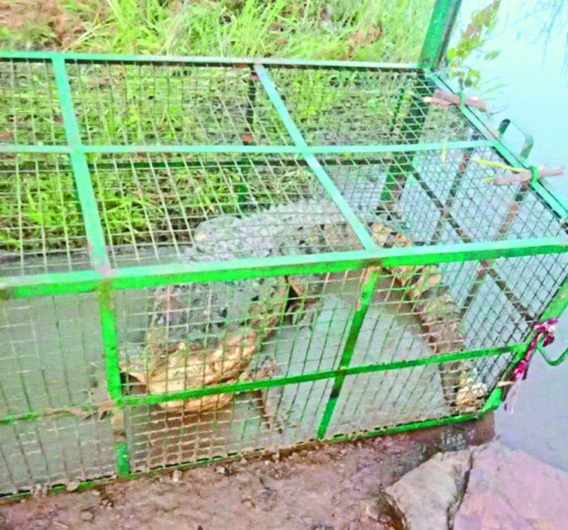 ब्यारमा नदी में लगातार घटता जल स्तर बढ़ा रहा मगरमच्छों का खतरा