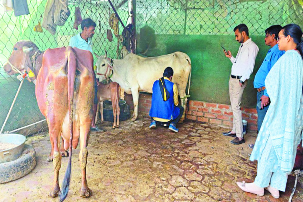 देसी नस्लों को बढ़ावा देने दुग्ध उत्पादन प्रतियोगिता, 20 गाय को किया शामिल