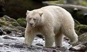 
Jungal Safari: जंगल सफारी में नया मेहमान, उद्योगपति अंबानी के जू से रायपुर आया जेब्रा, देखें 