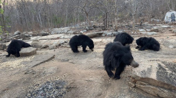 CG News: मां चंडी मंदिर में भालुओं की अनोखी भक्ति, देखें तस्वीरें