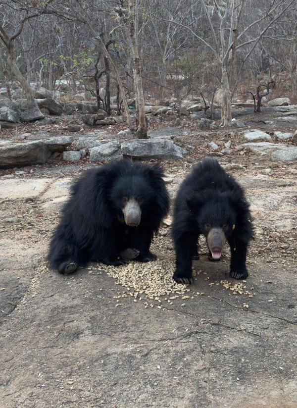 CG News: मां चंडी मंदिर में भालुओं की अनोखी भक्ति, देखें तस्वीरें
