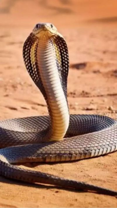 Short video poster image