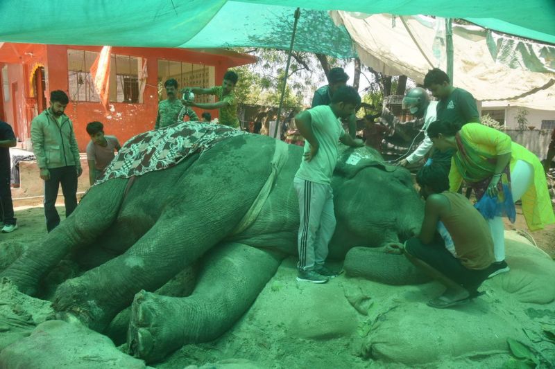 75 वर्षीय हाथी रामू