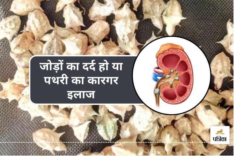 Benefits of Gokhru for Kidney stone arthritis joint pain digestion sexual wellness
