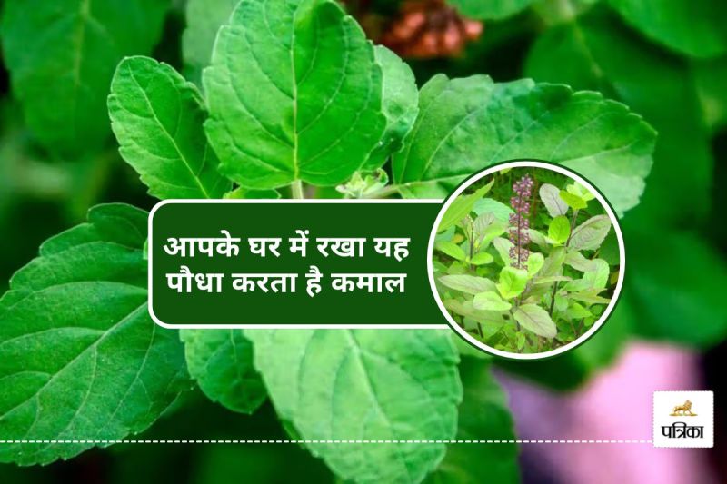 5 Benefits of Tulsi plant for cold and flu immunity diabetes heart health digestion