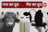 Cow Milk vs Buffalo Milk which is better