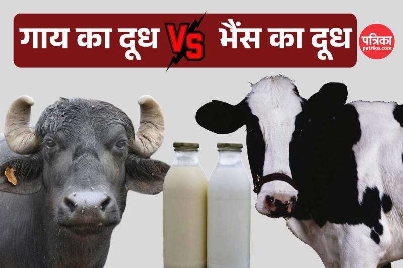 Cow Milk vs Buffalo Milk which is better