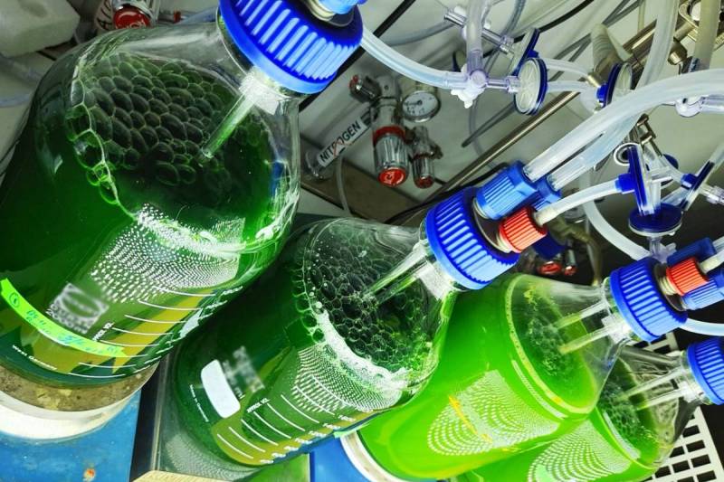 Bioplastic made from algae and bacteria