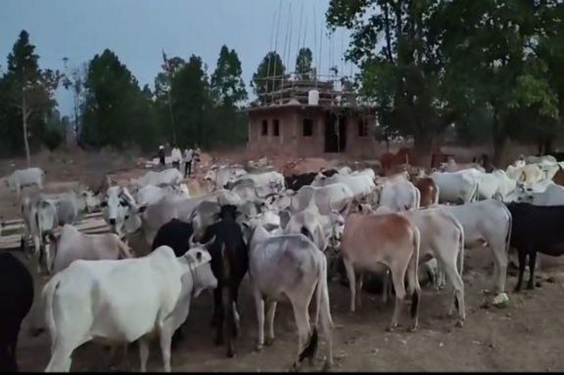 9 गौवंश मुक्त (फोटो सोर्स- पत्रिका)