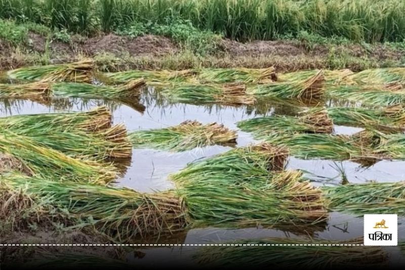 CG News: आंधी और बारिश ने किसानों की मेहनत पर फेरा पानी, नुकसान का सर्वे करेंगेे पटवारी व कृषि विभाग