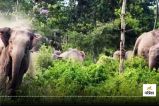 CG Elephant Terror: दंतैल हाथी का आतंक! सब्जी, केला और गन्ने की फसल चौपट, किसान परेशान...(photo-patrika)