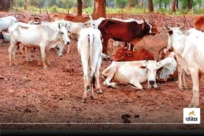 CG Crime: झारखण्ड के बूचड़ खाने ले जा रहे थे मवेशी, चार आरोपी गिरफ्तार