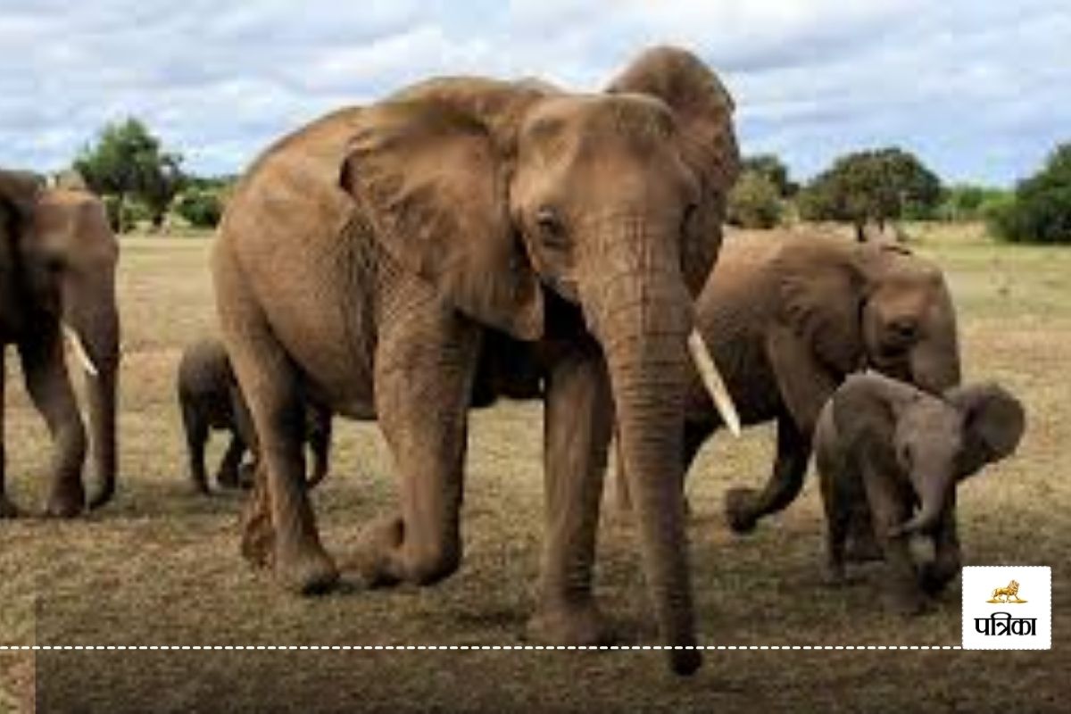 हाथियों का बढ़ रहा आतंक! एक सप्ताह में तीन की हुई मौत, अधिकारियों ने किया अलर्ट जारी...
