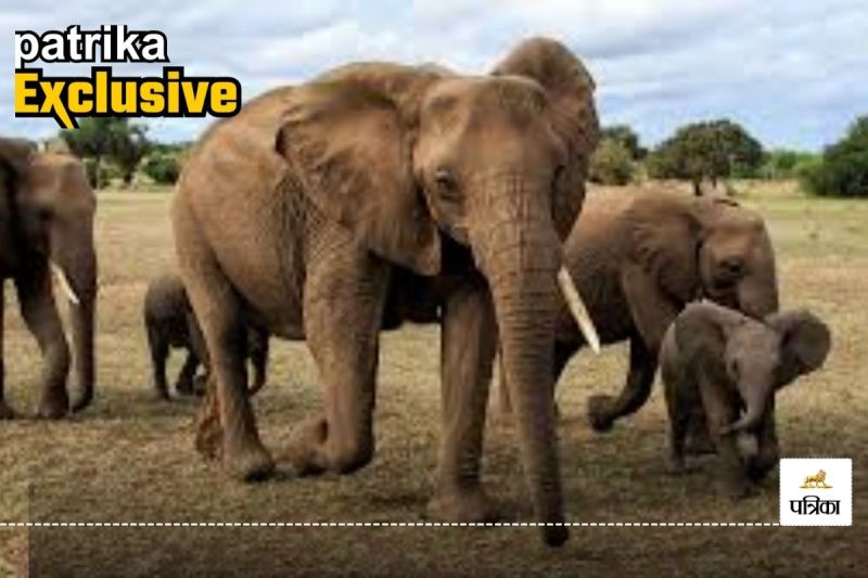 CG Human-Elephant Conflict: प्रदेश में पांच साल में 90 हाथियों और 303 लोगों ने गंवाई जान..